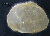 Leathesia mucosa var. condensata2